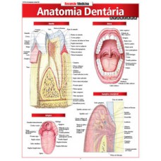 Anatomia dentária avançada